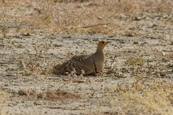 Desert National park